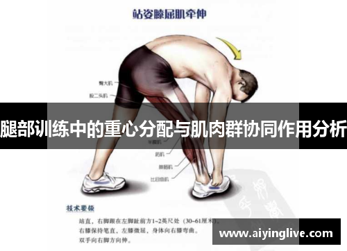腿部训练中的重心分配与肌肉群协同作用分析